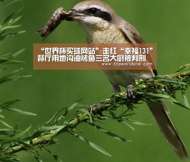 “世界杯买球网站”走红“幸福131”餐厅用地沟油烤鱼三名大厨被判刑(图1) 世界杯投注